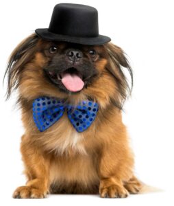 כלב פקינז יושב עם כובע על הראש