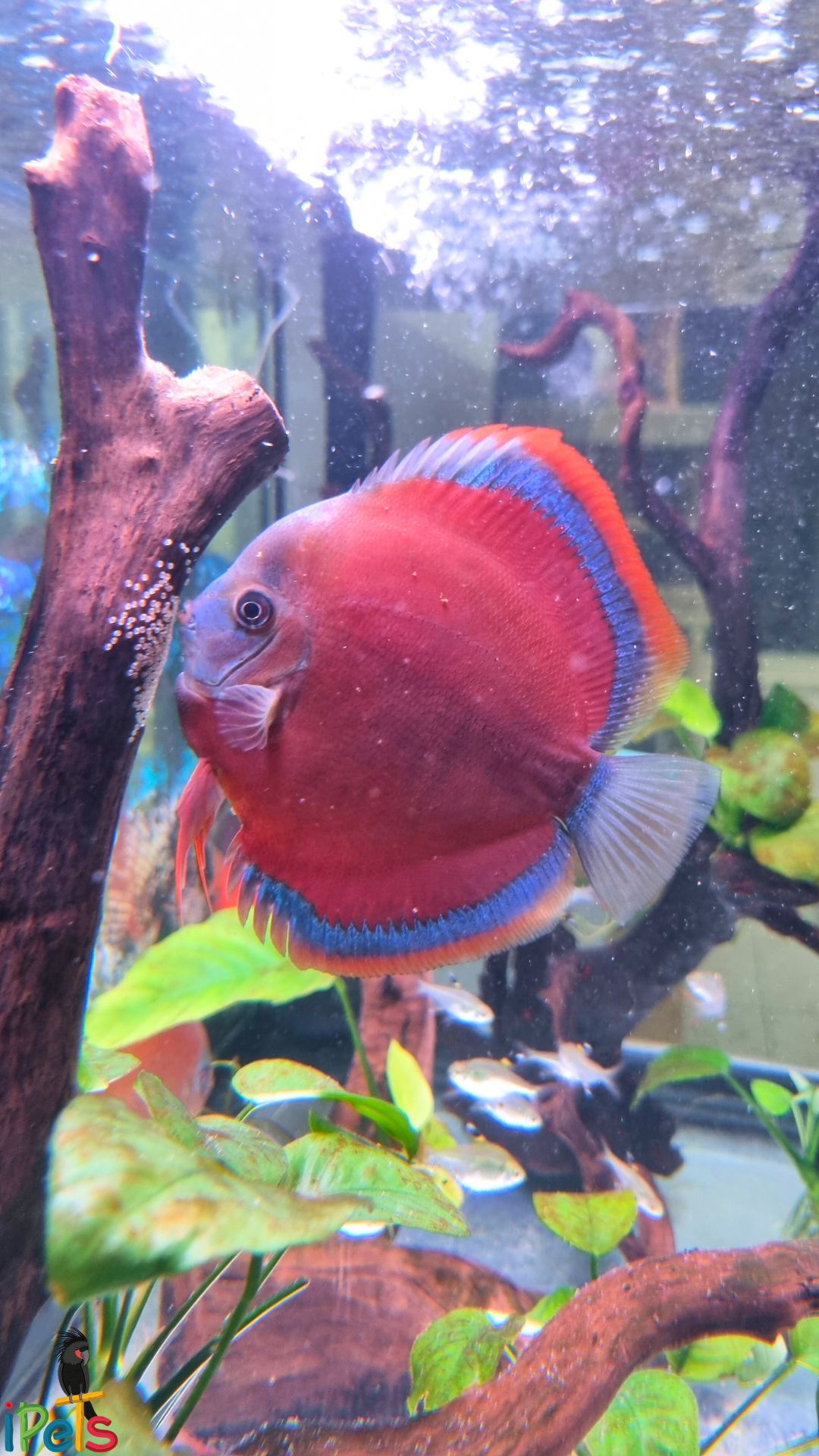 Red Cover Blue Rim Discus Fish female discus fish - red cover blue rim laying eggs