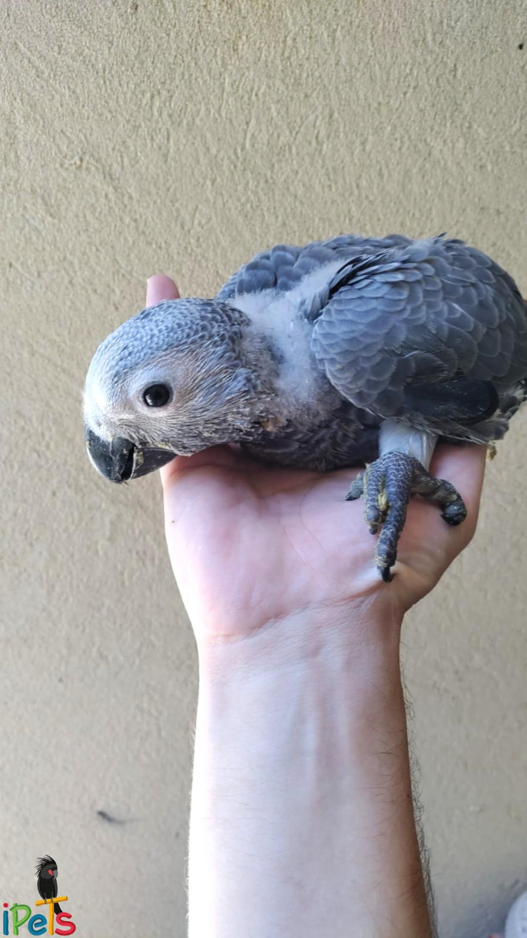 baby-african-grey-parrot-on-hand גוזל תוכי ג'אקו (אפרור אפריקני) מונח על כף יד של מגדל