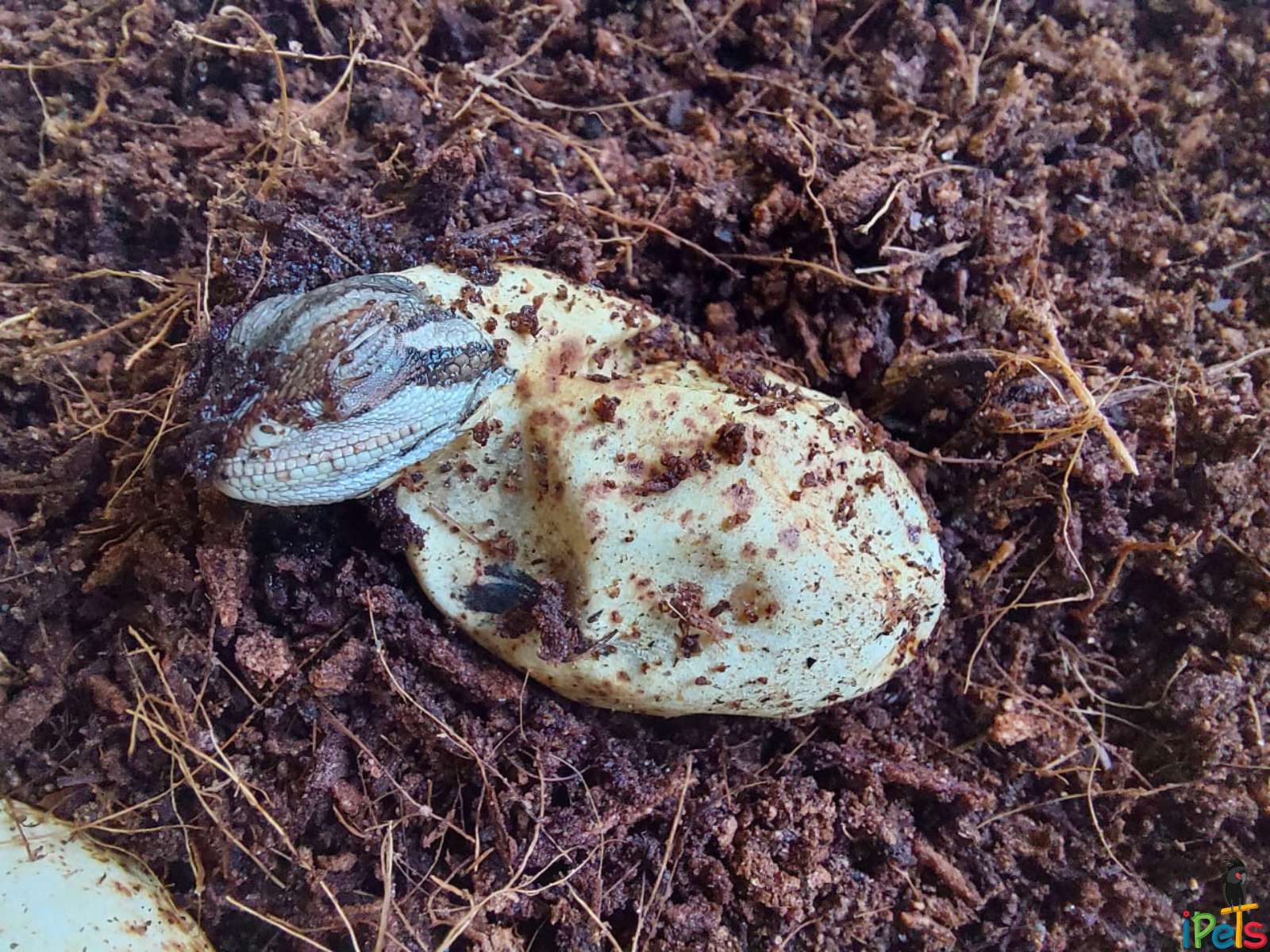 bearded-dragon-hatching-from-egg לטאת חרדון מזוקן קטנה בוקעת מביצה בתוך מצע קוקוס לח לזוחלים