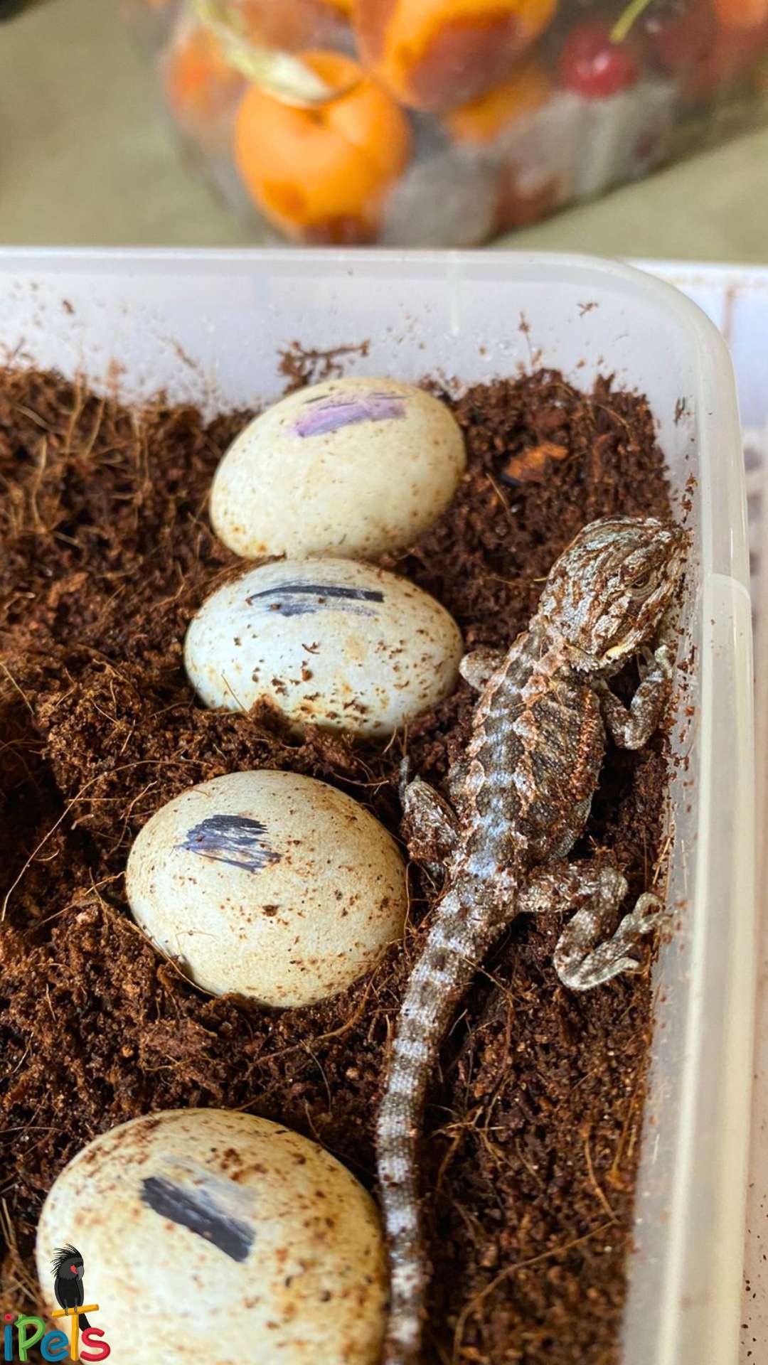bearded-dragon-with-eggs חרדון מזוקן שרק בקע מהביצה לצד ביצים בקופסת דגירה עם מצע קוקוס
