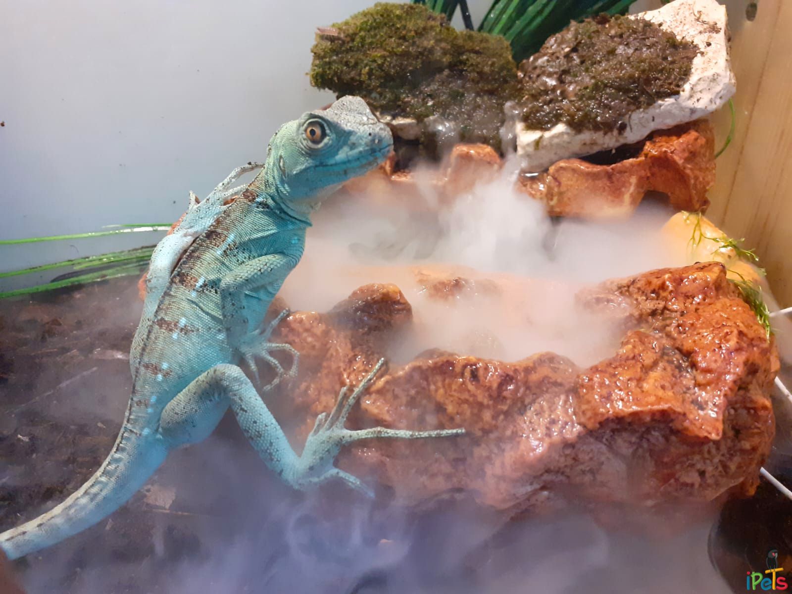 blue-basilisk-lizard-with-fogger לטאת בסיליסק ירוק כחול בתוך טרריום עם מערכת ערפל ומים
