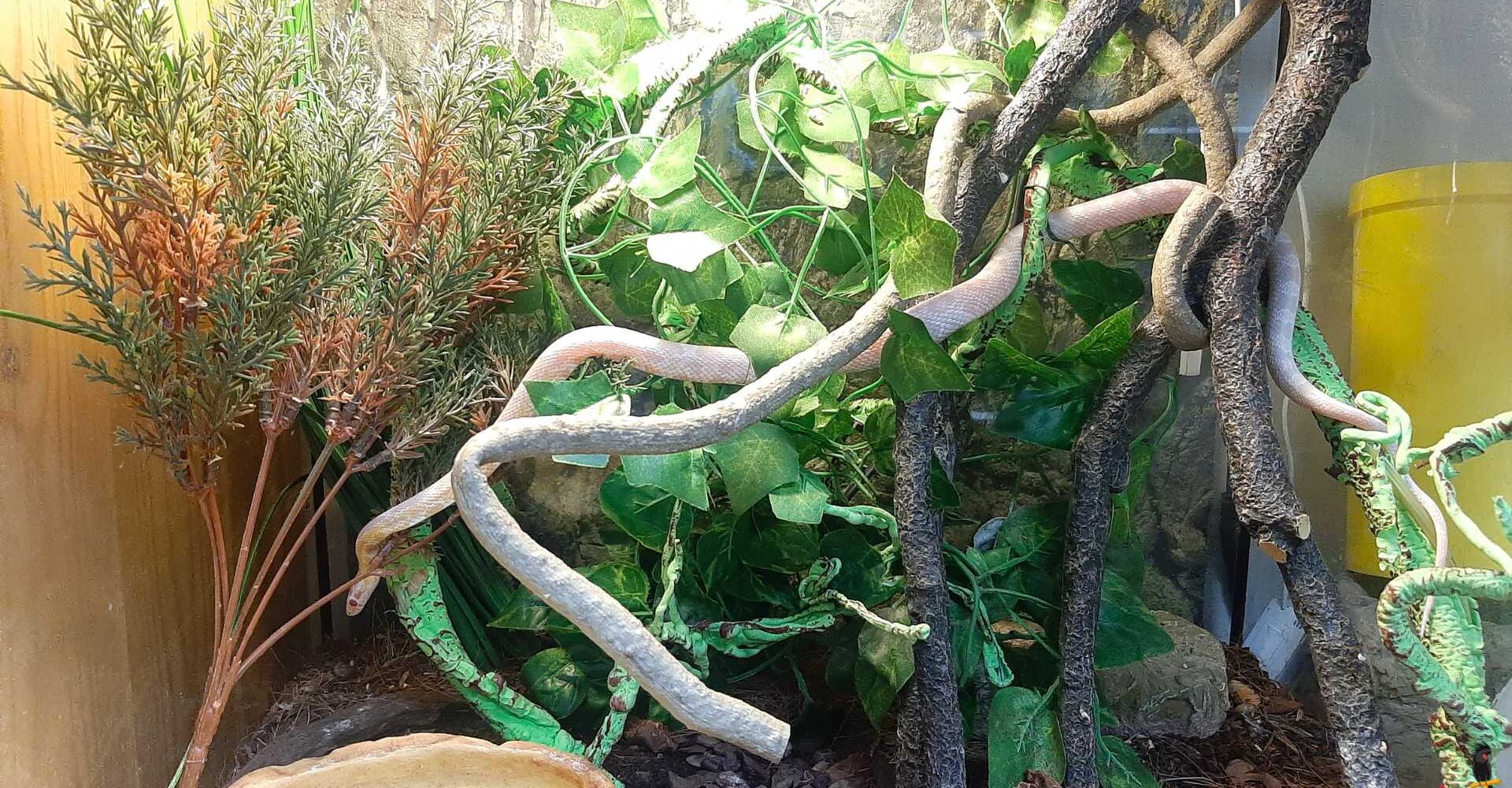 corn-snake-terrarium נחש כרכן תירס בתוך טרריום מעוצב עם צמחייה וענפים