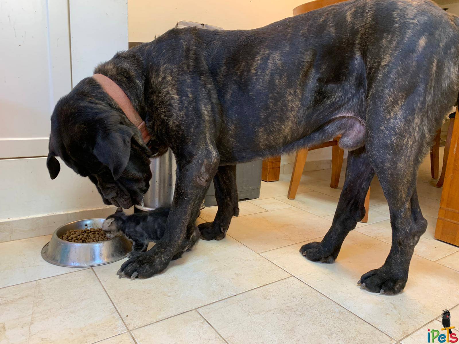 dog-and-kitten-eating-dog-food כלב גדול וגור חתולים מנומר אוכלים יחד אוכל יבש לכלבים מקערת נירוסטה