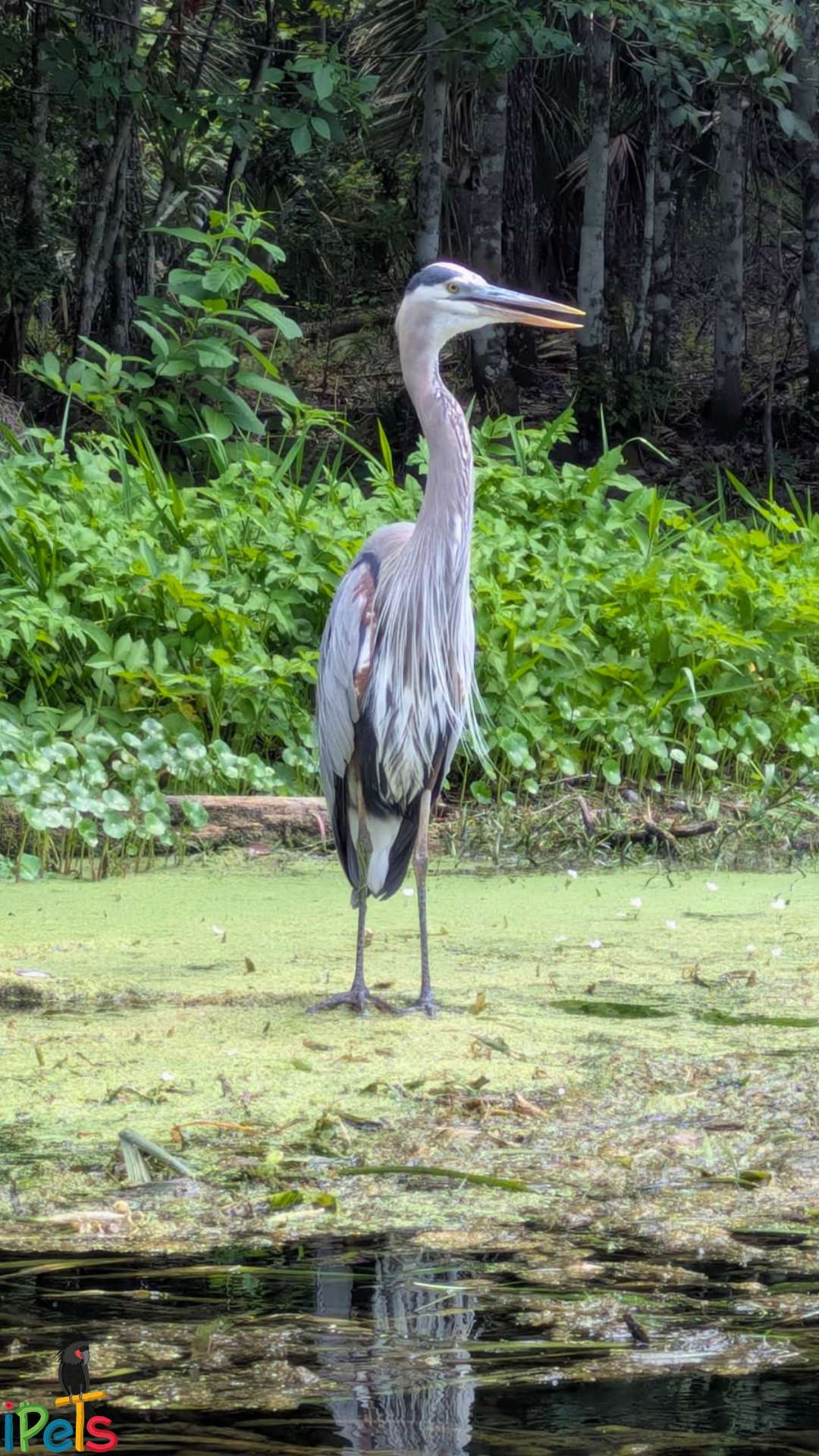 great-blue-heron-silver-lake-florida אנפה כחולה גדולה עומדת על מצע אצות ירוק על שפת המים באגם סילבר פלורידה.
