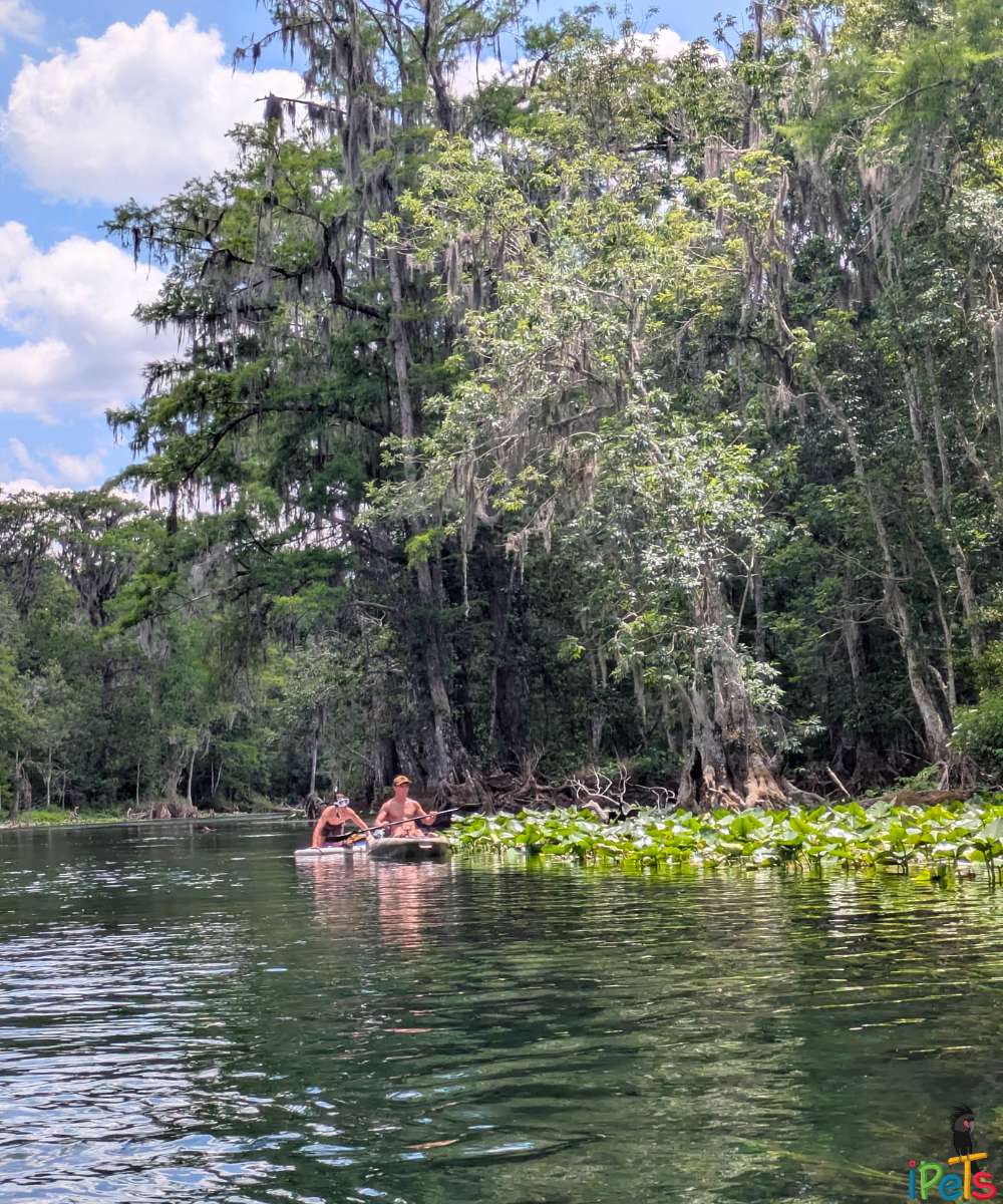 kayaking-silver-lake-florida-nature אנשים חותרים בקיאק ובסאפ באגם סילבר פלורידה בין עצי ברוש ביצות וצמחיית מים ירוקה.