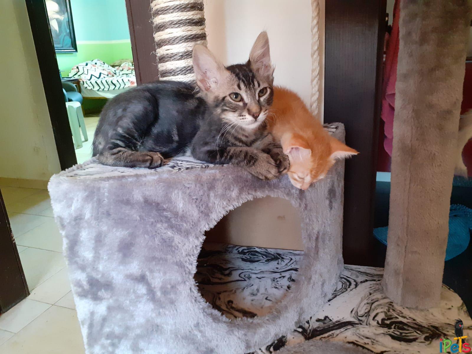 kittens-on-cat-scratching-post שני גורי חתולים חמודים (מנומר וג'ינג'י) נחים על גבי מתקן גירוד לחתולים עם חבל סיזל