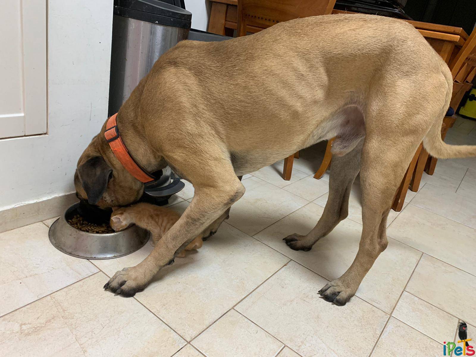 large-dog-sharing-food-with-ginger-kitten כלב מסטיף גדול בצבע פאון מאפשר לגור חתולים ג'ינג'י קטן לאכול איתו מהקערה