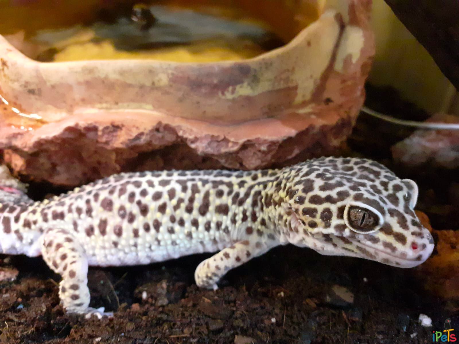 leopard-gecko-in-terrarium שממית מנומרת (לאופרד גקו) בתוך טרריום ליד כלי מים