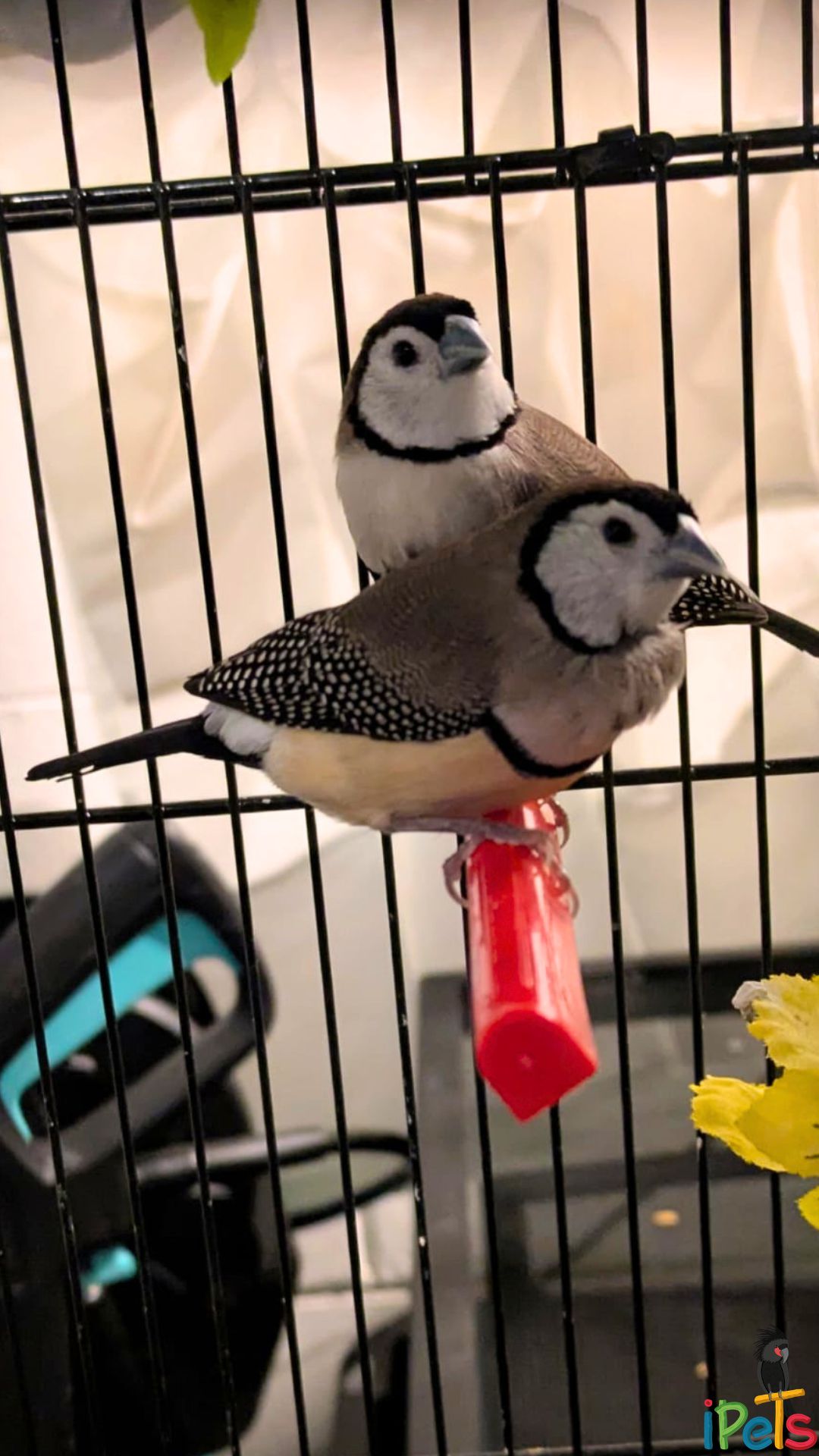 owl-finch-birds-in-cage זוג ציפורי פינק ינשוף (Owl Finch) עם סימני פנים שחורים ולבנים עומדות יחד על מקל אדום בתוך כלוב.