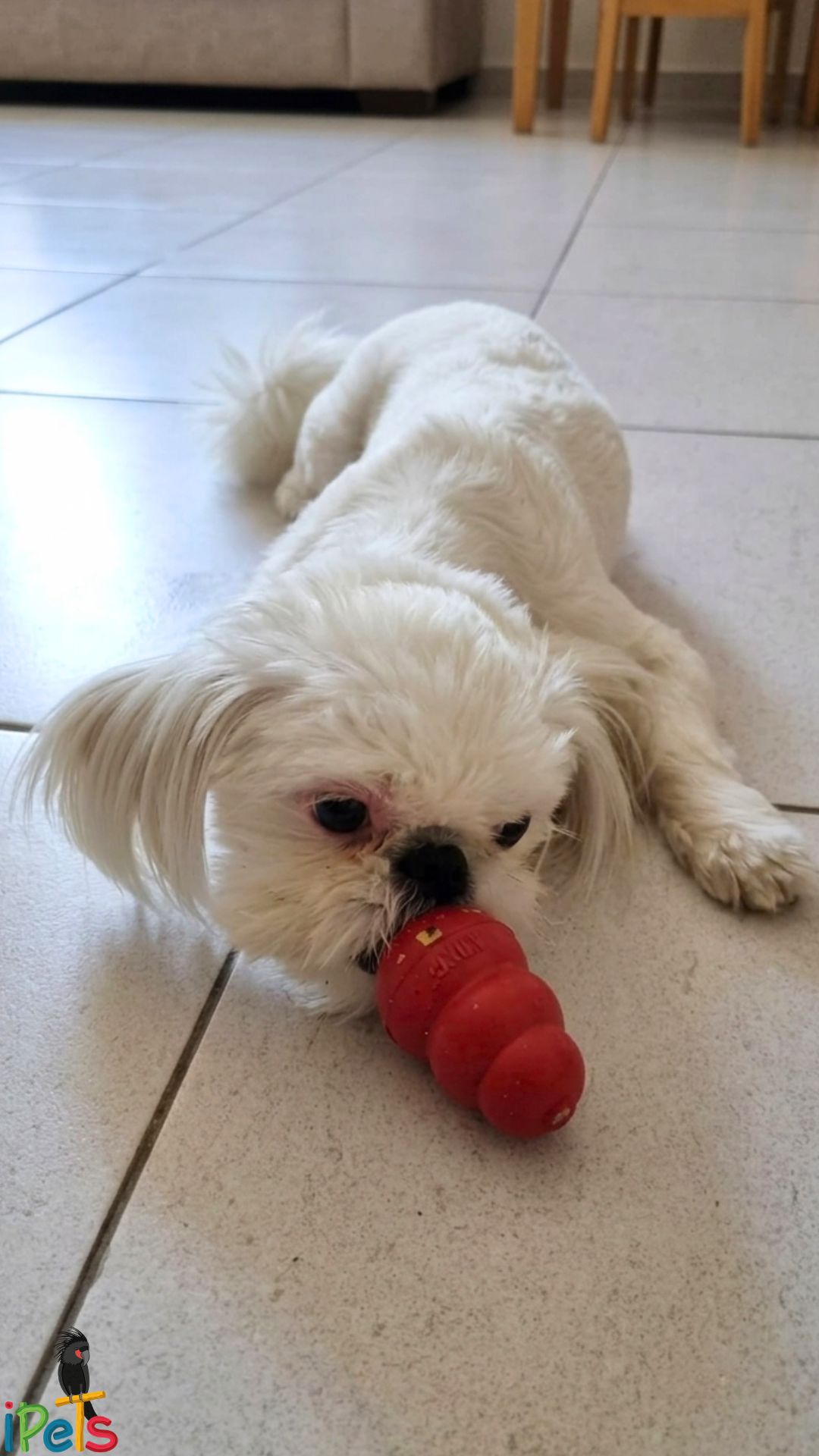 shih-tzu-dog-playing-with-red-kong כלבת שיצו לבנה חמודה שוכבת על הרצפה ומנסה להוציא חטיפים מתוך צעצוע קונג אדום לכלבים