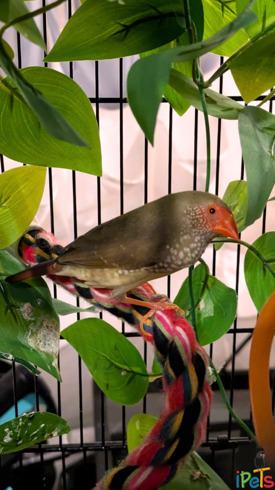 star-finch-exotic-bird ציפור פינק כוכב עם פנים ומקור אדומים ונקודות לבנות עומדת על חבל טיפוס צבעוני בתוך כלוב עם עלים ירוקים.