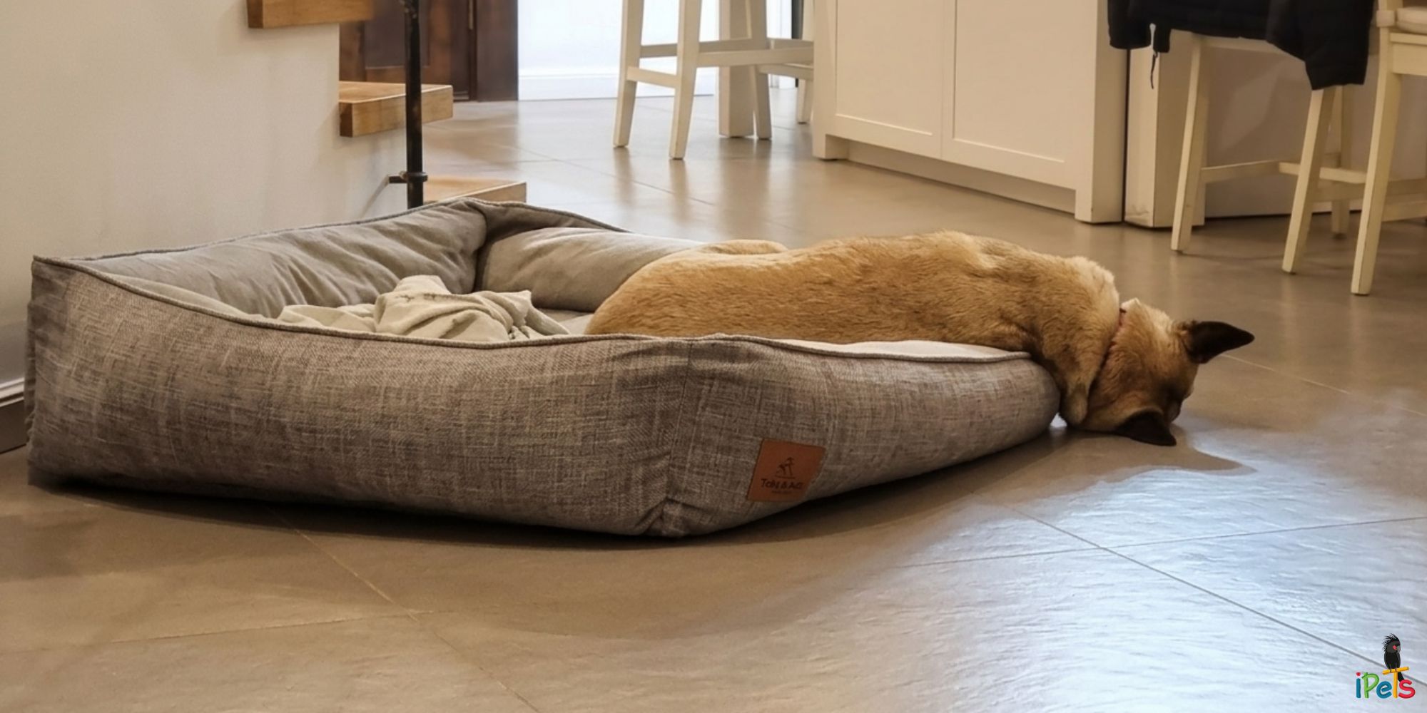toby-ace-dog-bed-funny-sleeping כלב ישן בתנוחה מצחיקה על מיטת טובי ואייס ענקית
