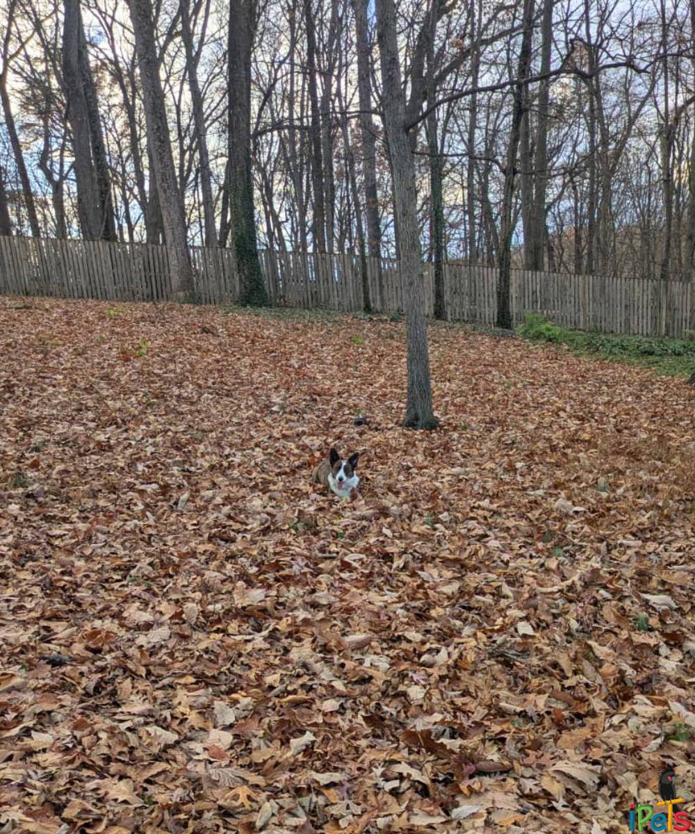 welsh-corgi-playing-autumn-leaves כלב ולש קורגי מתוק רובץ במרכז חצר גדולה המכוסה כולה בעלי שלכת חומים בסתיו.