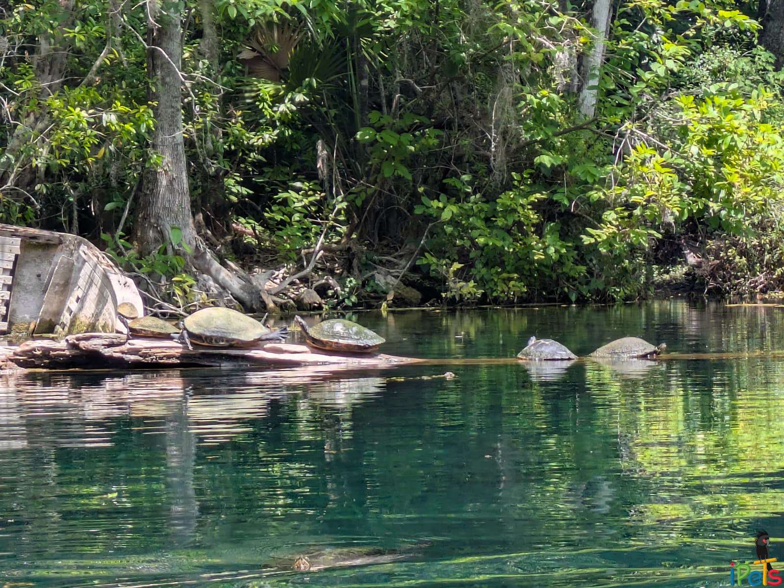 wild-turtles-basking-silver-lake-florida חמישה צבי מים משתזפים בשורה על גזע עץ צף במים הצלולים של אגם סילבר בפלורידה.