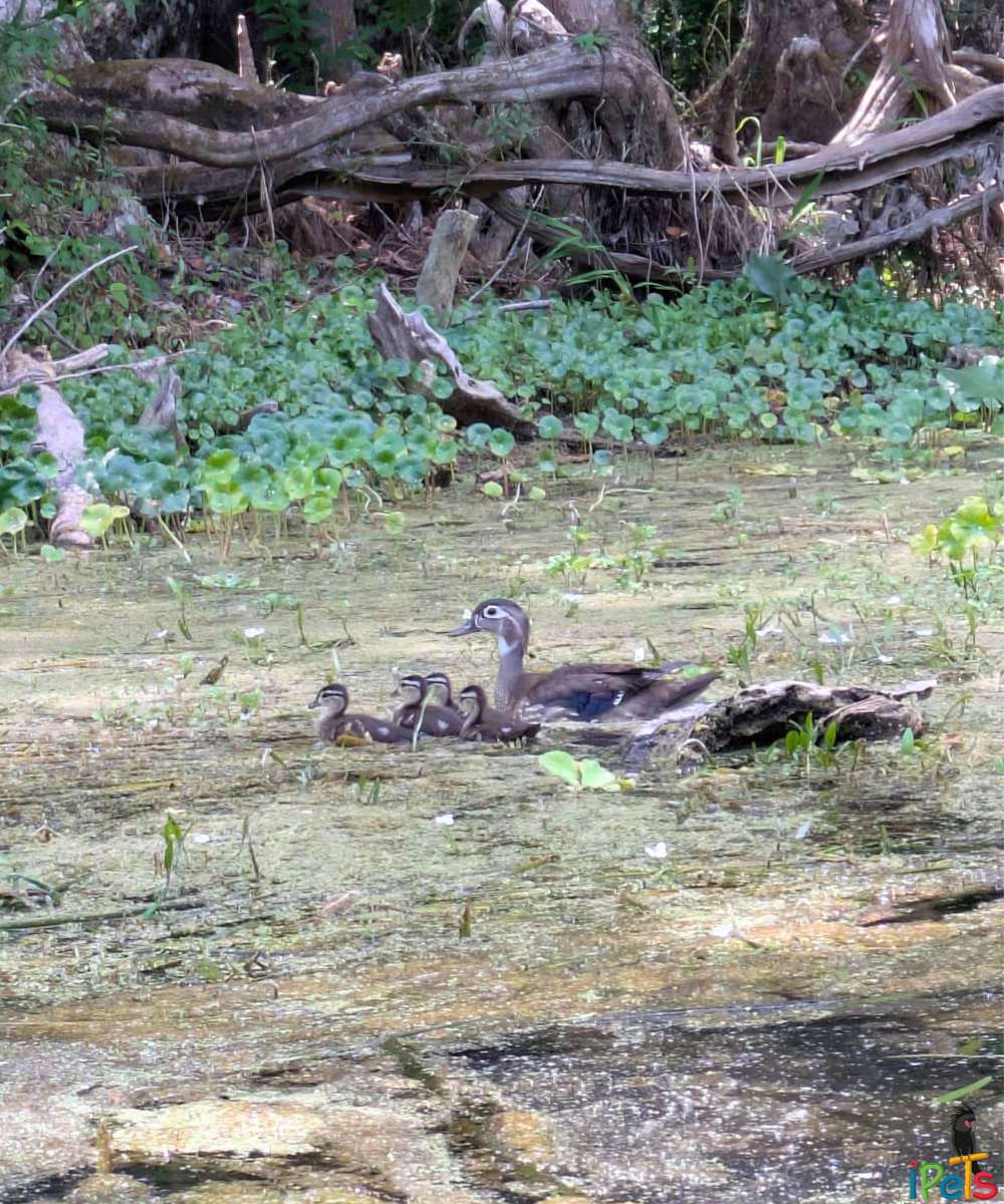 wood-duck-with-ducklings-silver-lake נקבת ברווז עצים שוחה במים רדודים ומלאי צמחייה יחד עם חמישה אפרוחים קטנים באגם סילבר.