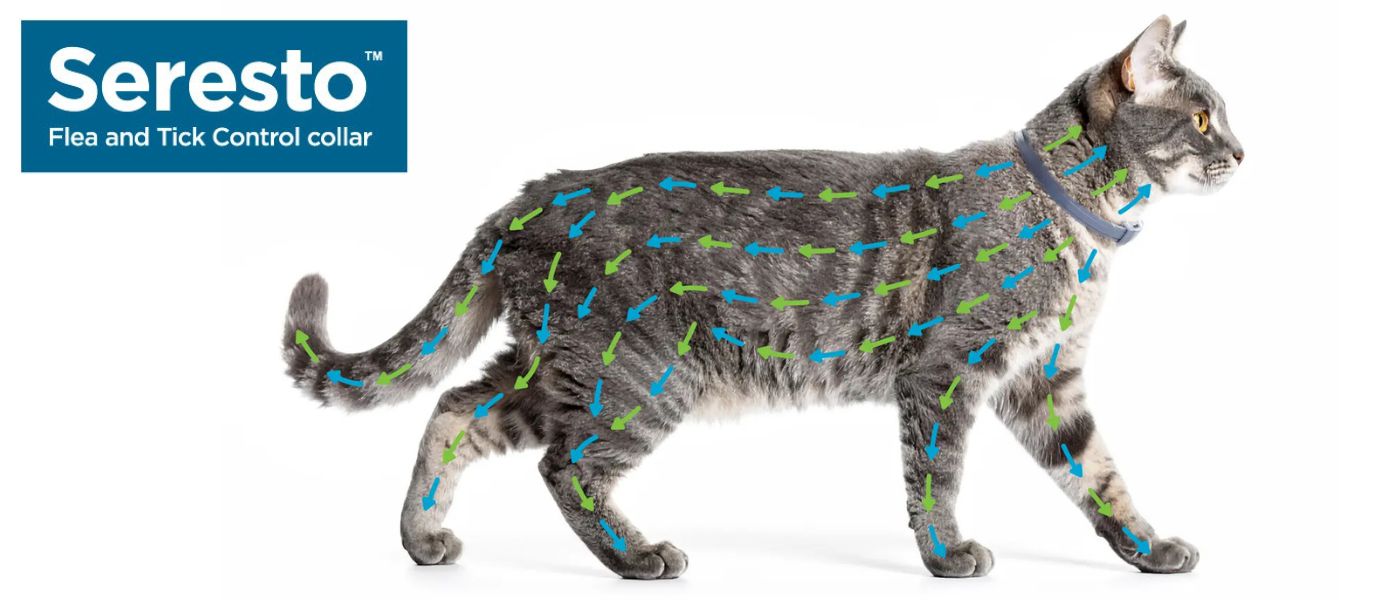 how-seresto-cat-collar-works-diagram תרשים הממחיש כיצד החומרים הפעילים של קולר סרסטו לחתול מתפזרים באופן שווה על פרוות ועור החתול