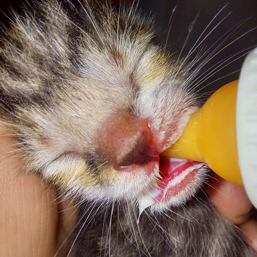 גור חתולים שזה עתה נולד שותה תחליף חלב אם מבקבוק