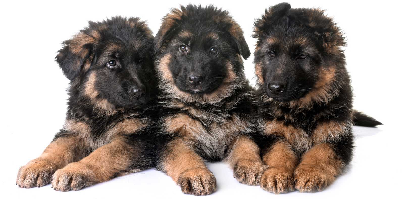 3 גורים של כלב מגזע רועה גרמני יושבים אחד ליד השני