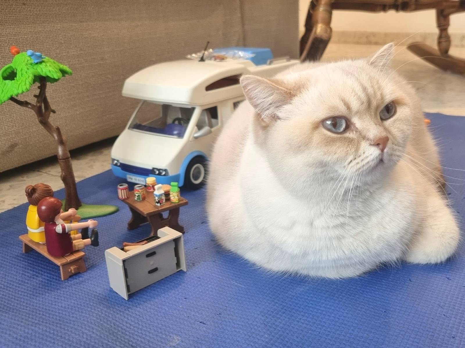 חתול בריטי יושב על שטיח ליד בובות של פליימוביל playmobil