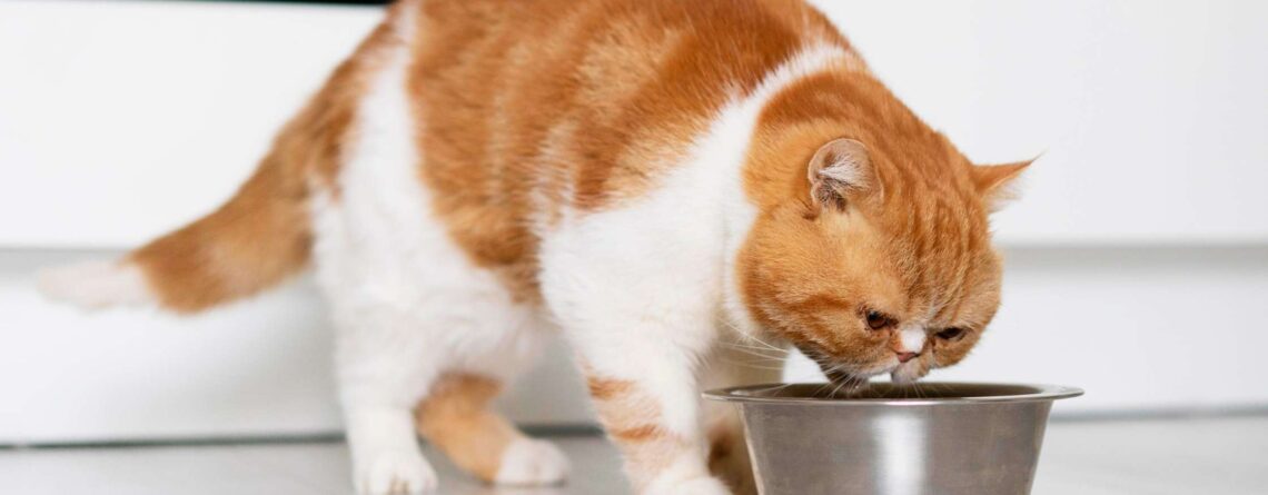 חתול ג'ינג'י אוכל מזון יבש מקערה