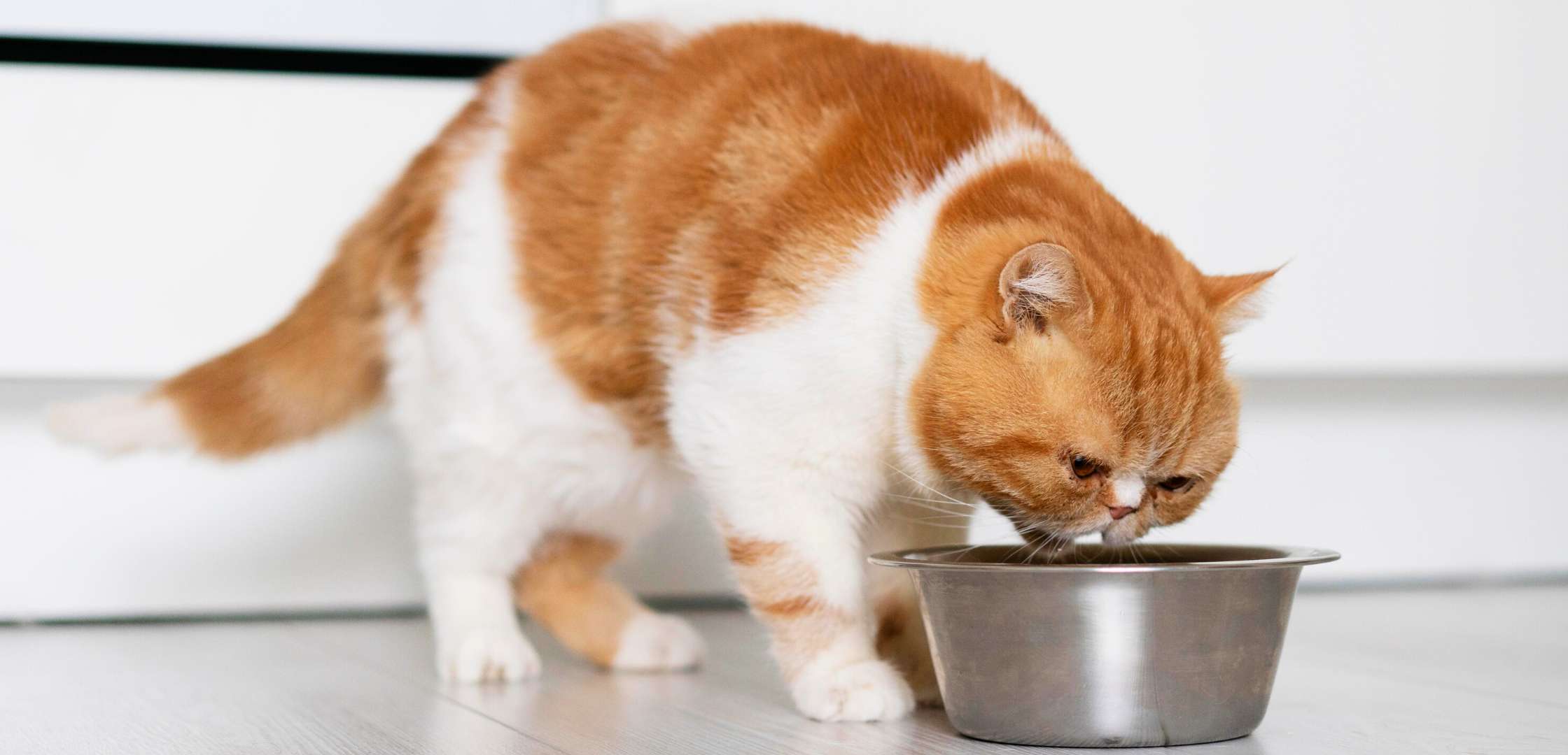 חתול ג'ינג'י אוכל מזון יבש מקערה