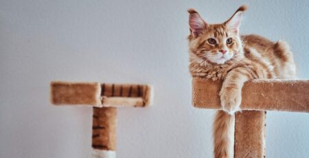 חתול ג'ינג'י יושב על מתקן גירוד גבוהה