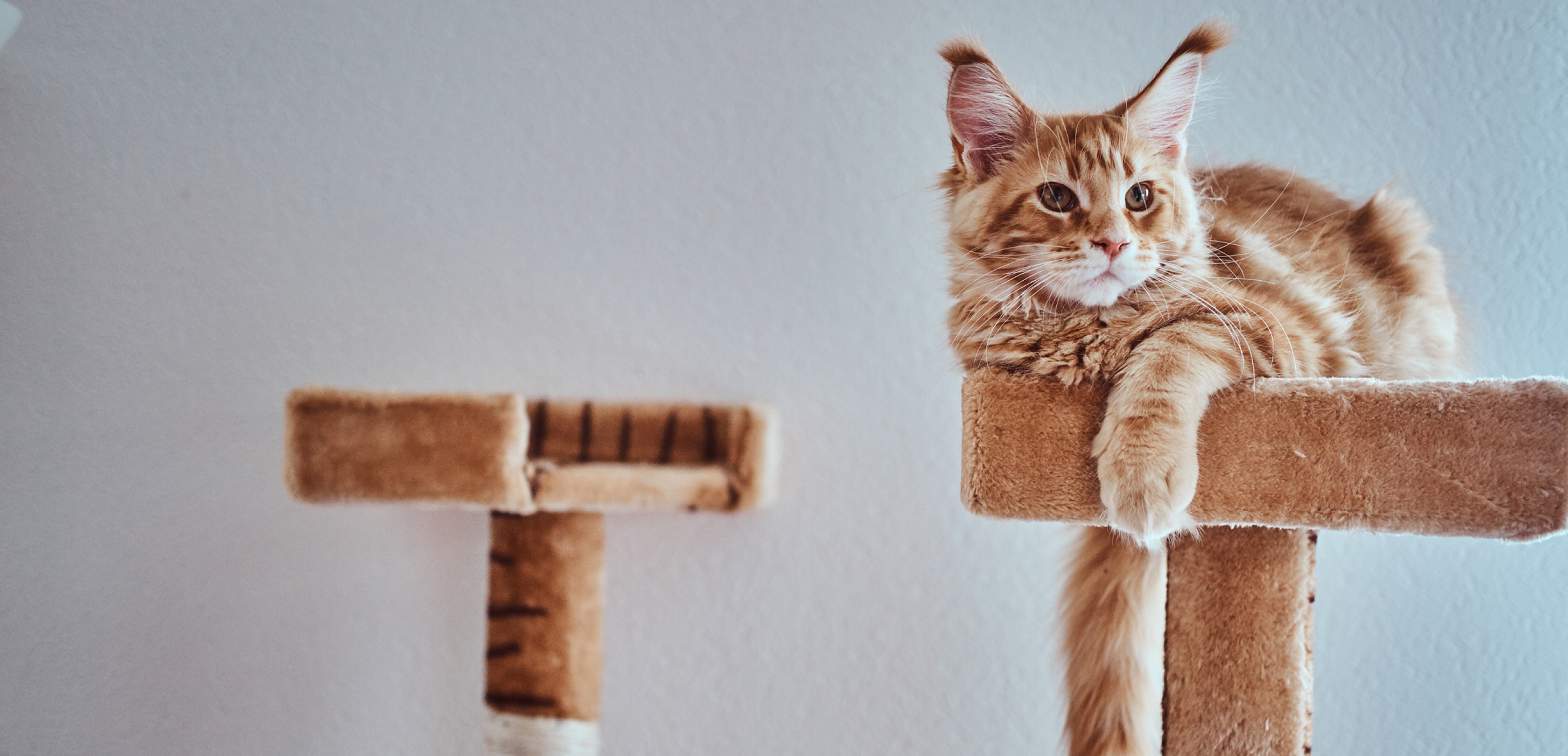 חתול ג'ינג'י יושב על מתקן גירוד גבוהה