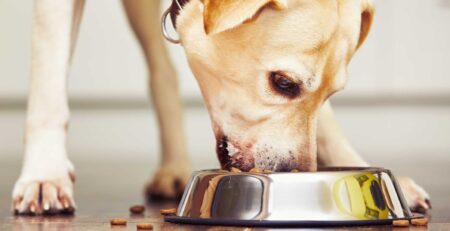כלב לברדור רטריבר לבן אוכל מזון יבש מקערה