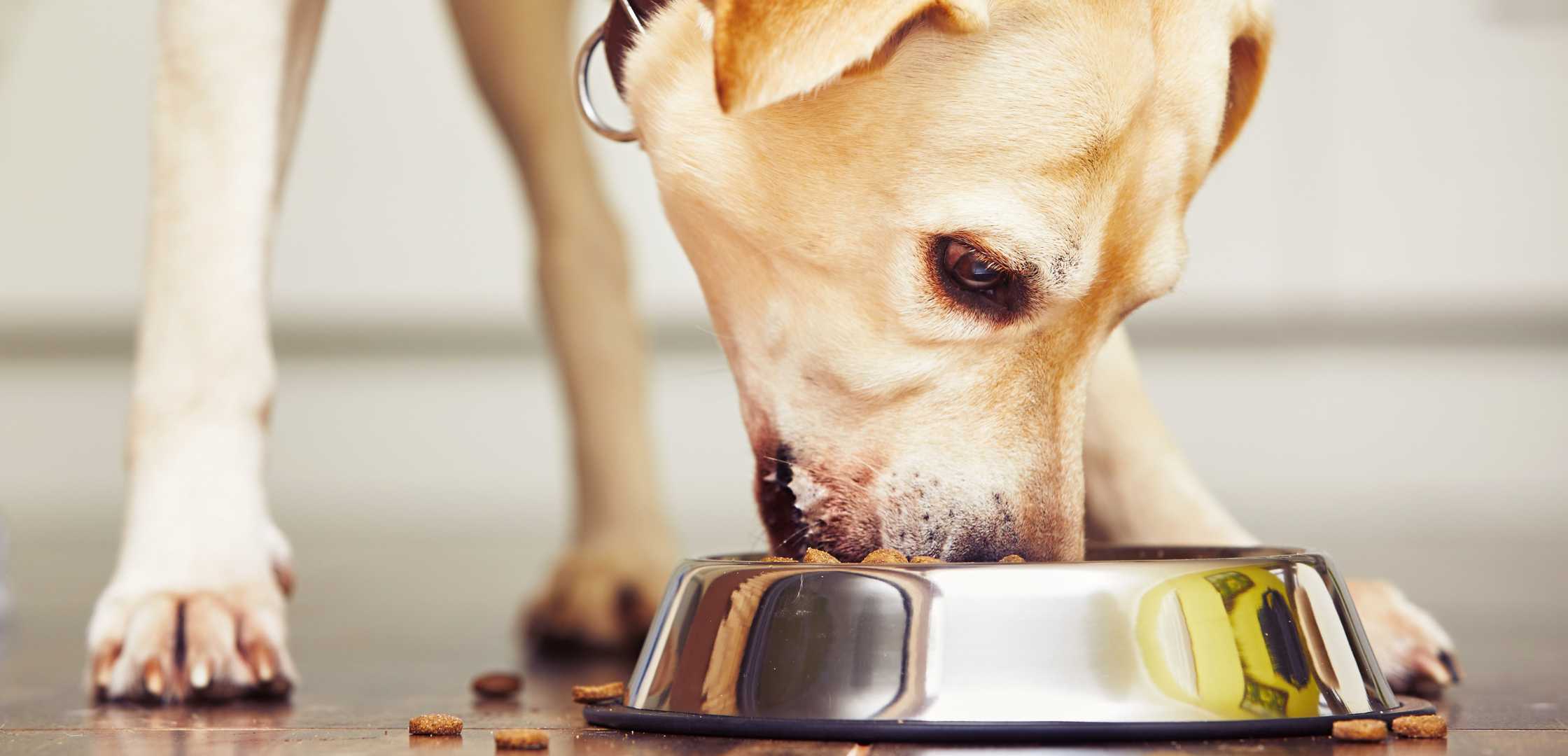 כלב לברדור רטריבר לבן אוכל מזון יבש מקערה