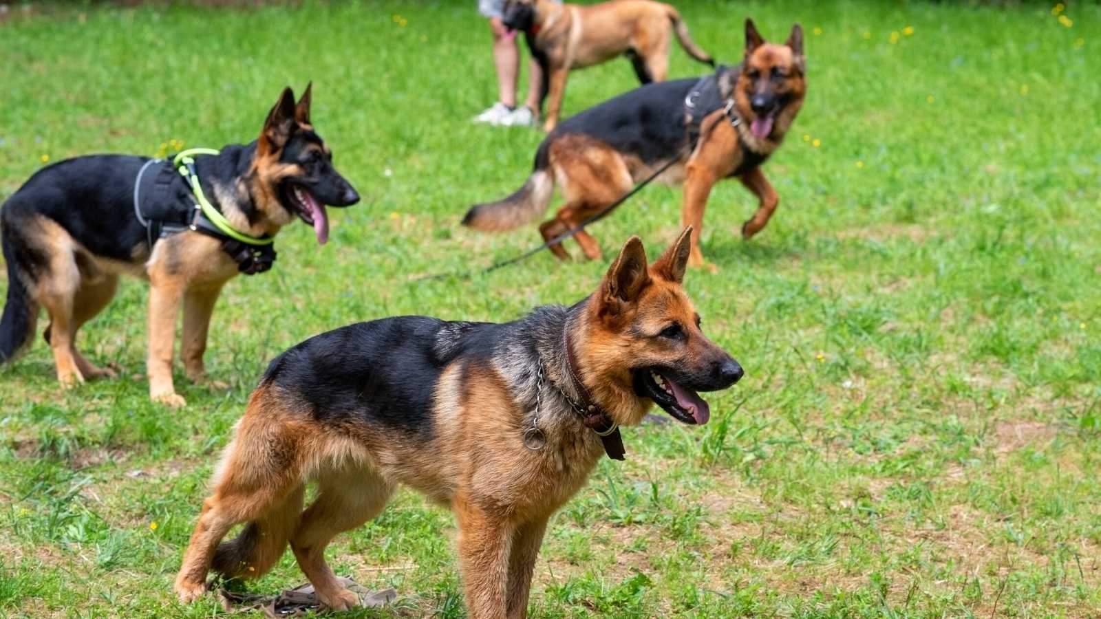 כלבי רועה גרמני באימון משטרה