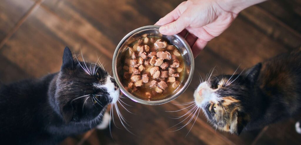 אדם מגיש לשני חתולים קערה עם מזון רטוב