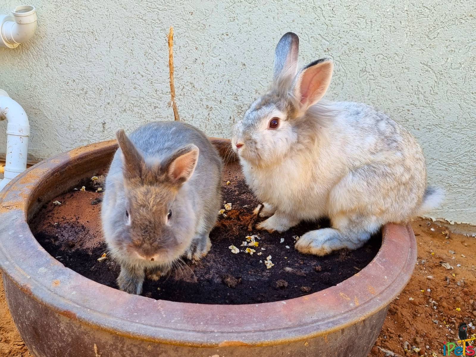 זוג ארנבות בחצר