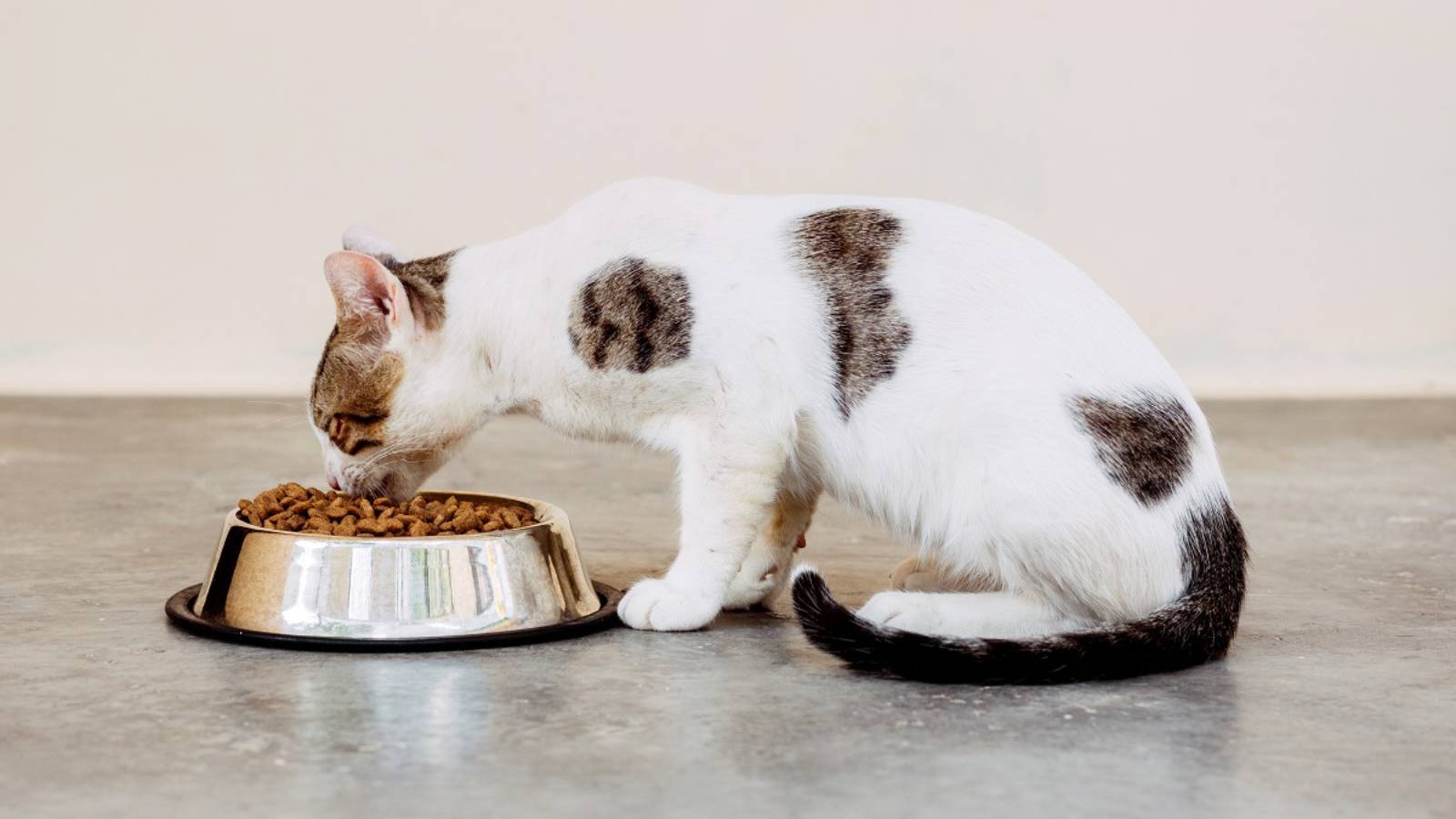 חתול אוכל מזון יבש מקערה