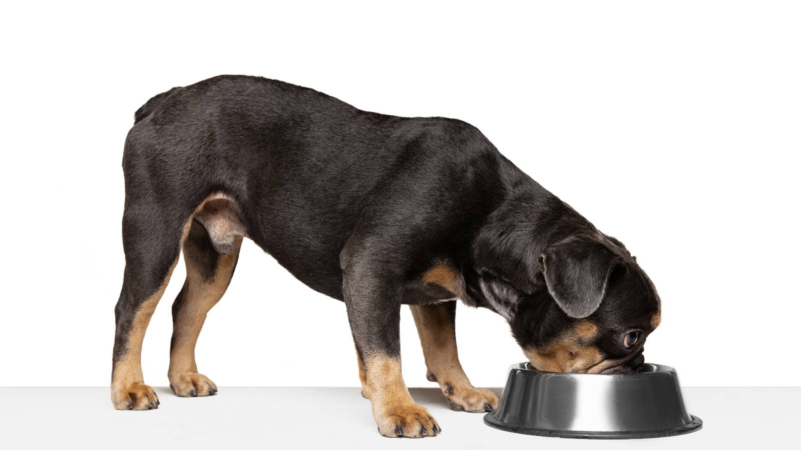 כלב אוכל מזון יבש מקערה