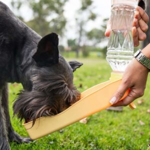 כלב שנאוצר שותה ממתקן שתיה נייד