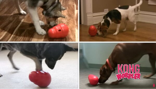 כלבים משחקים בצעצוע קונג וובלר