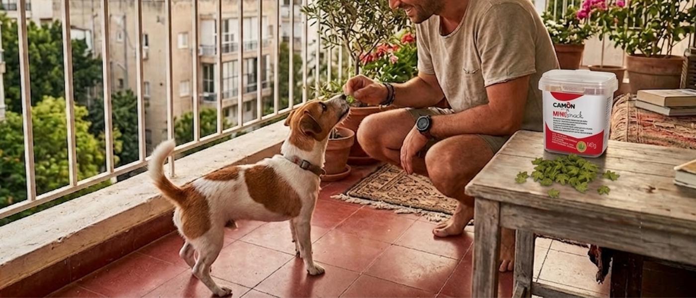 camon-hemp-dog-treats-lifestyle-tel-aviv איש מאכיל כלב ג'ק ראסל בחטיף עלים עם שמן המפ קאמון Camon במרפסת